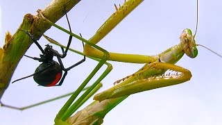 Giant Praying Mantis Found Redback Spider Vs Mantis Preview Spider Study [upl. by Laina]