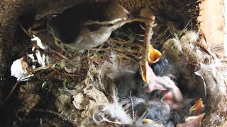 Breakfast time for the Bewicks wren chicks How big is too big [upl. by Eessej254]