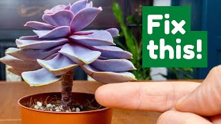 Fix A Leggy Succulent EASILY [upl. by Marin]