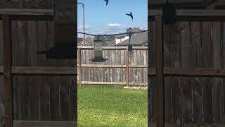 hummingbird conflict at the hummingbirdfeeder [upl. by Goodden]