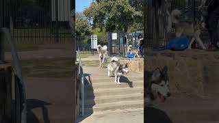 Falkor at the dog park [upl. by Ahtnammas124]