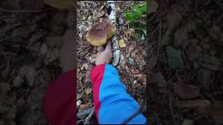 Ottobre Piemonte boletusedulis mushroom edulis fungi funghi nature porcini food piemonte [upl. by Ardie]