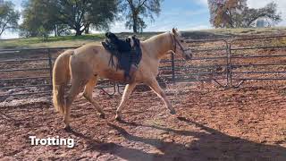 Gaited Horse Naturally Gaited [upl. by Laerol]