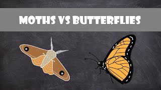 Difference between Moths and Butterflies  Entomology [upl. by Lleder440]