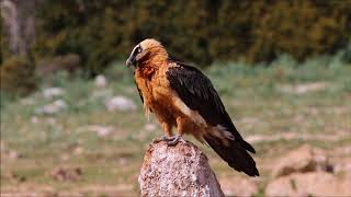 Birding in Spain Bearded Vulture  Gypaete [upl. by Nylannej80]