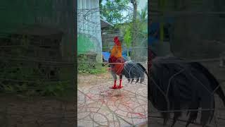 Xám Asil Mỹ 3k1Zalo 0373658250 xuhuong dexuat ayam music thucung [upl. by Anihsak]