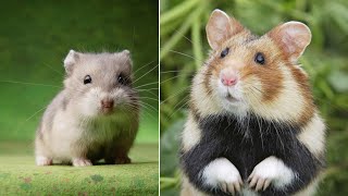 Hamster  Cute Animal or Cannibalistic Killer shorts [upl. by Ellehsram696]