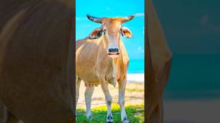 cow ka nibandh english mein cow [upl. by Hamlani153]