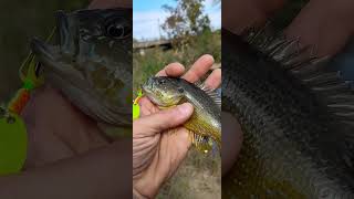 Sunfish In The Creek 1 of 4 [upl. by Vogel]