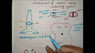 CV A 006 Development of AV canal bicuspid and tricuspid valves and conducting system of heart [upl. by Chantalle631]