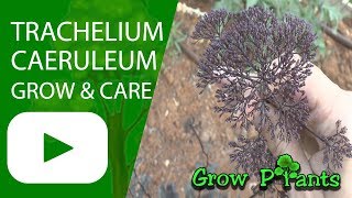 Trachelium caeruleum  grow amp care Blue throatwort [upl. by Autum]