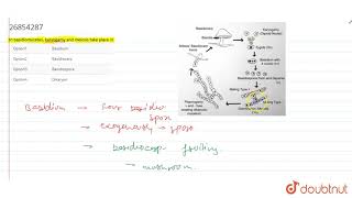 In basidiomycetes karyogamy and meiosis take place in [upl. by Mochun]