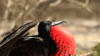 Magnificent Frigate Bird Courtship Display  Galapagos 🌎 🇪🇨  Wild Travel  Robert E Fuller [upl. by Dill]