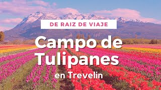 Visitamos el Campo de Tulipanes en Trevelin 🌷🌷🫶 [upl. by Sung926]