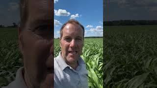 Notill v Tillage sorghum [upl. by Atnahs]