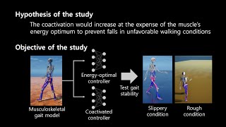 Physiological coactivation of lower limb muscles [upl. by Cottrell]