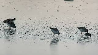 Broad  billed Sandpiper  Calidris falcinellus  Breedbekstrandloper 26 augustus 2024 [upl. by Dyanne658]