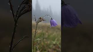 Common harebell Bluebell  Campanula rotundifolia 5250 feet pnw wildflowers hiking nature [upl. by Johny]