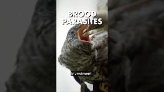 Brood Parasites Explained [upl. by Ididn]