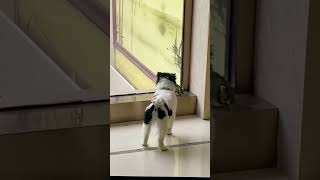 Hunde Welpe jault Gebell hunde hundeliebe lustigehunde funnydogs funnydogvideos witzigevideos [upl. by Karb591]