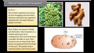 How Do Organisms Reproduce I [upl. by Vala391]