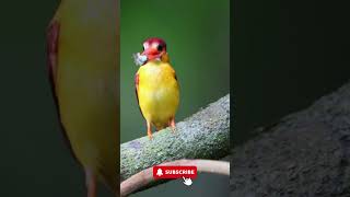 King Fisher  Kingfisher Bird  Kingfisher Egg  shorts  ytshorts [upl. by Navada]