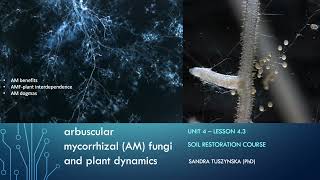 Lesson 43  Arbuscular mycorrhizal fungi AMF plant dynamics [upl. by Mareld]