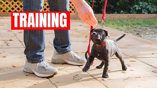 How To Train Staffy Puppy Staffordshire Bull Terrier Training [upl. by Ilrac]