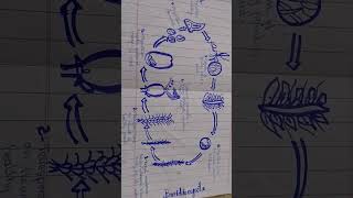 Structure of basidiomycota [upl. by Yelsel]