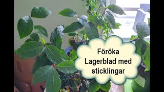 Föröka Lagerblad med sticklingar [upl. by Etnuad694]