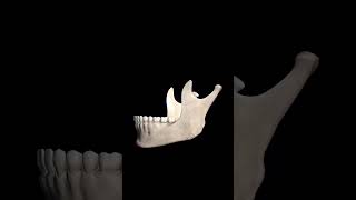 MANDIBLE BONE ANTERIOR POSTERIOR MEDIAL AND LATERAL SIDEmandible [upl. by Nniuq167]