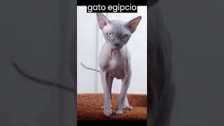 El fascinante mundo del gato egipcio mitos y realidades [upl. by Yhtomot]