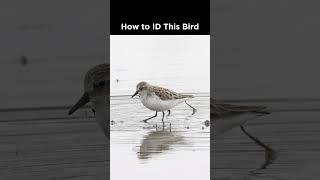 Can you identify this sandpiper [upl. by Haberman735]