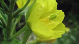 Evening Primrose Oenothera biennis for inflammation Healthy Heart Healthy Skin and More [upl. by Gearalt615]