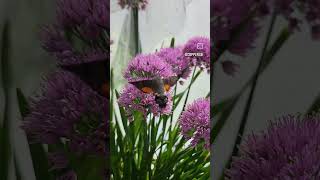 Hummingbird Hawkmoths  Macroglossum stellatarum [upl. by Yednarb]