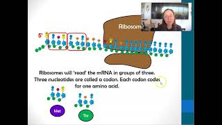 What is a codon And Translation [upl. by Zechariah578]