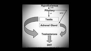 DIHYDROTESTOSTERONE DHT  Binaural Steroids Strong Anabolic Effect Improved Masculinity [upl. by Lanahtan]