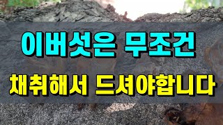 🍄이버섯은 무조건 채취해서 드셔야하는 맛있고 효과좋은 버섯입니다 흑목이 [upl. by Ruffo]