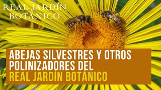 Abejas silvestres y otros polinizadores del Real Jardín Botánico [upl. by Melena505]