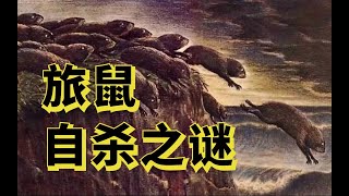 初中語文騙我好慘，旅鼠真的會自殺嗎？ [upl. by Herminia]