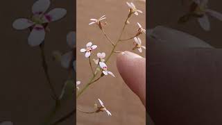 Australian trigger plant Stylidium caespitosum [upl. by Lonna]