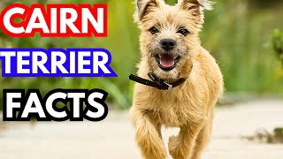 Cairn Terrier  Top 10 Facts [upl. by Eddana411]