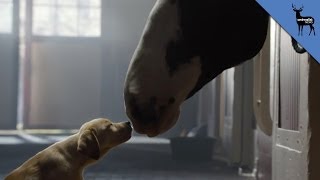 Budweiser Super Bowl Commercial Real Or Fake [upl. by Crispa]