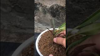 experience in propagating plants from stems [upl. by Weinshienk664]