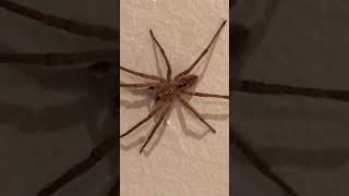 Animaux de la terre  l’araignée shortsyoutube limousin france garden spider [upl. by Eseenaj]