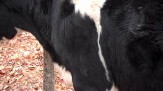 Basic Cow Auscultation [upl. by Bathsheeb]