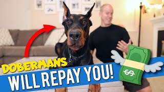 How Owning a Doberman Will Improve Your Life [upl. by Amling]