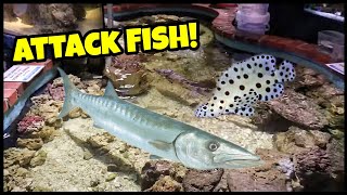 BARRACUDA Fish Feeding in INDOOR Saltwater Pond [upl. by Annola]