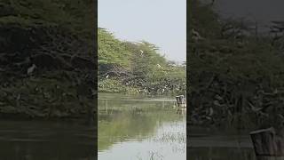 Sultanpur Migratory Birds Subscribe🔔 Painted Storks 4k migratorybirds [upl. by Anyela]