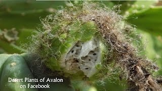 Harvesting Trichocereus Pachanoi Cactus Seeds  San Pedro Cactus [upl. by Allix]